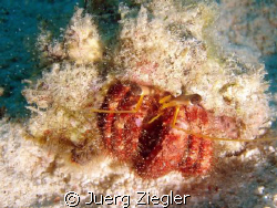 Hermit Crab Beauty by Juerg Ziegler 